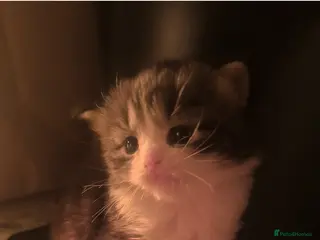 Mixed Breed cats Beautiful fluff ball kitten - Advert 2