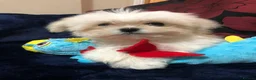 Mixed Breed dogs for sale: shihtzu / bichon x maltese  - Advert 39