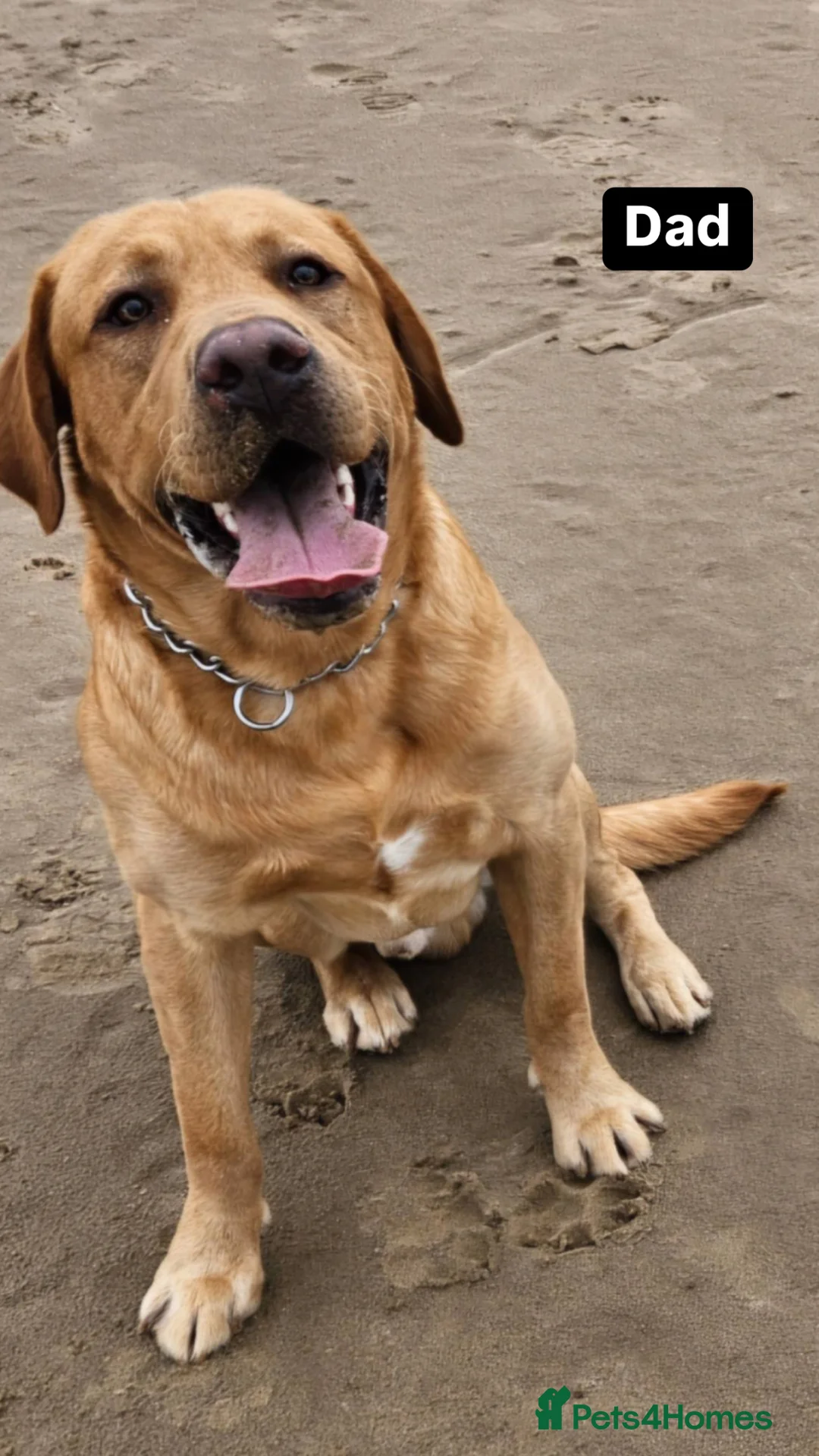 Labrador Retriever dogs for sale: Fox red Labrador puppies  in Peterborough - Advert 2