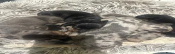 Miniature Dachshund dogs for sale: 7 gorgeous  dapple & isabella grey mini dachsunds  - Advert 21