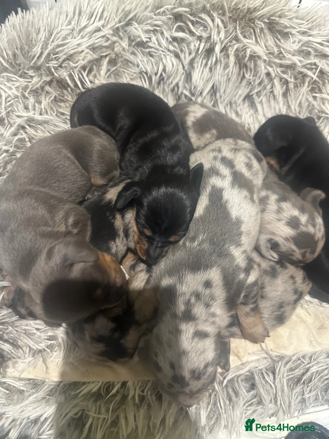 Miniature Dachshund dogs for sale: 7 gorgeous  dapple & isabella grey mini dachsunds  - Advert 21