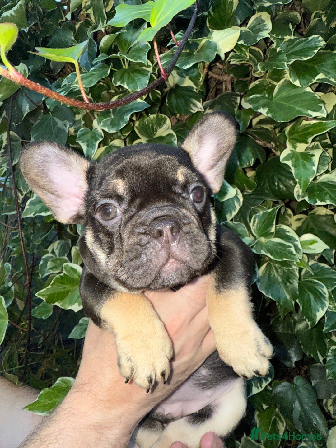 French Bulldog dogs for sale: READY NOW French bulldog puppies for sale - Image 4