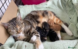 Mixed Breed cats for sale: Affectionate boy kitten in need of forever home - Image 3