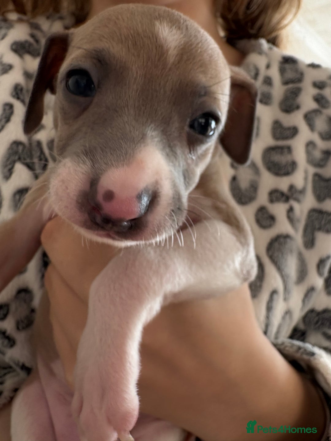 Italian Greyhound dogs for sale: Beautiful Italian Greyhound puppies for sale  - Image 2
