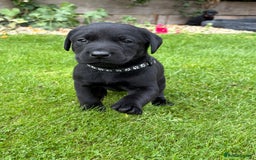Labrador Retriever dogs for sale: Labrador Puppies - Image 7