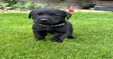 Labrador Retriever dogs - Advert 7