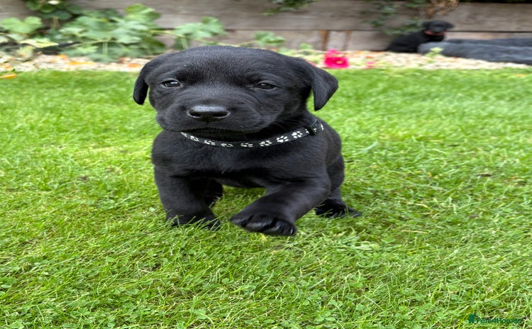 Labrador Retriever dogs - Advert 13