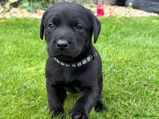 Labrador Retriever dogs - Advert 7