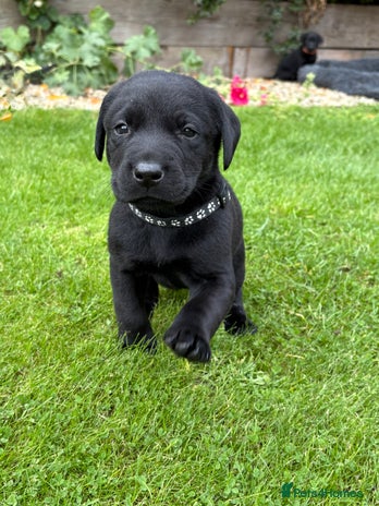 Labrador Retriever dogs - Advert 13