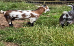 Goats livestock for sale: Four lovely pygmy goats for sale - Image 6