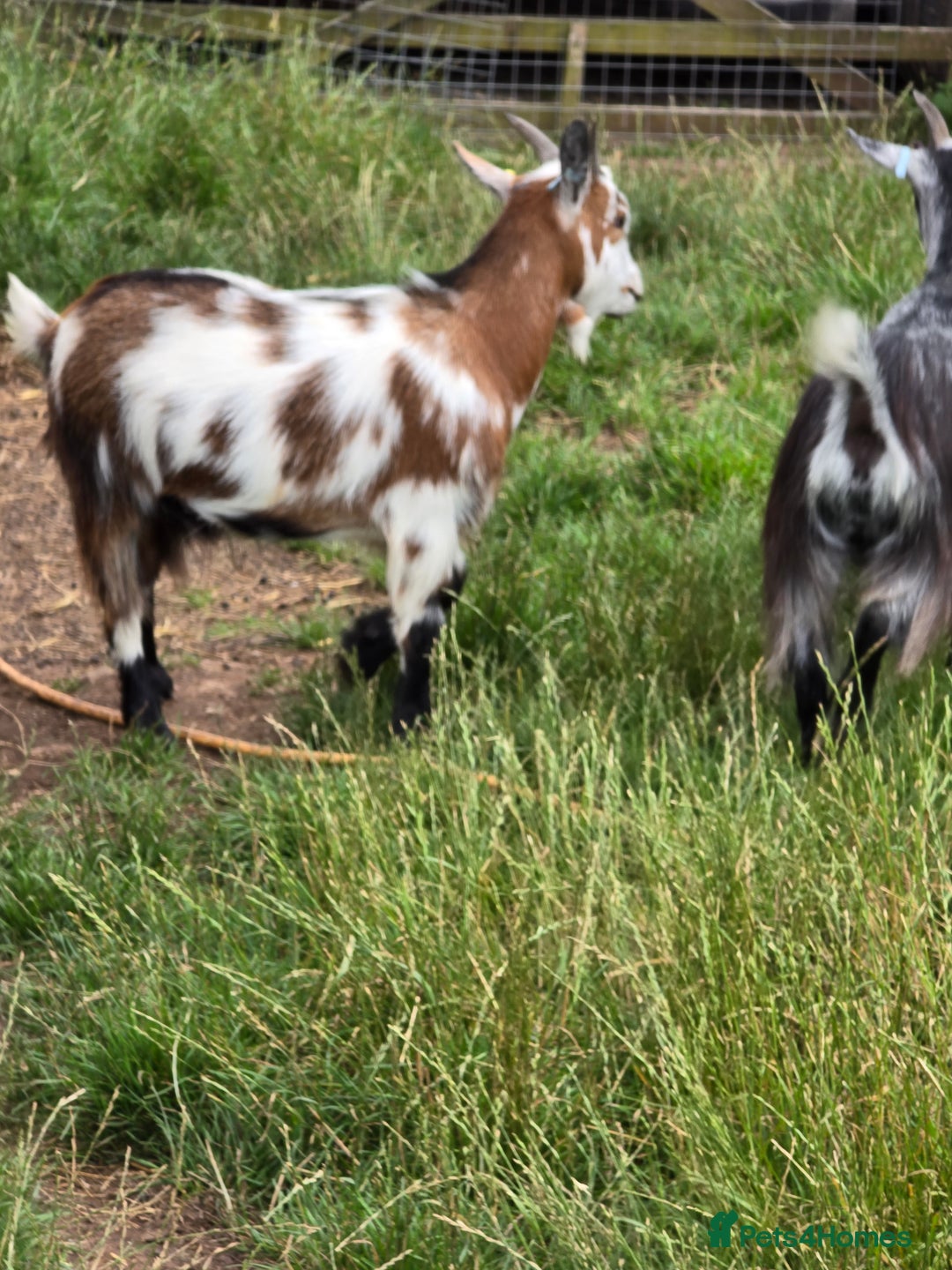 Goats livestock for sale: Four lovely pygmy goats for sale - Image 6