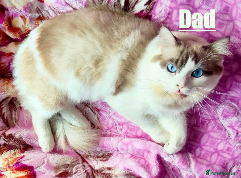 Ragdoll cats  Ragdoll Kittens  - Advert 2