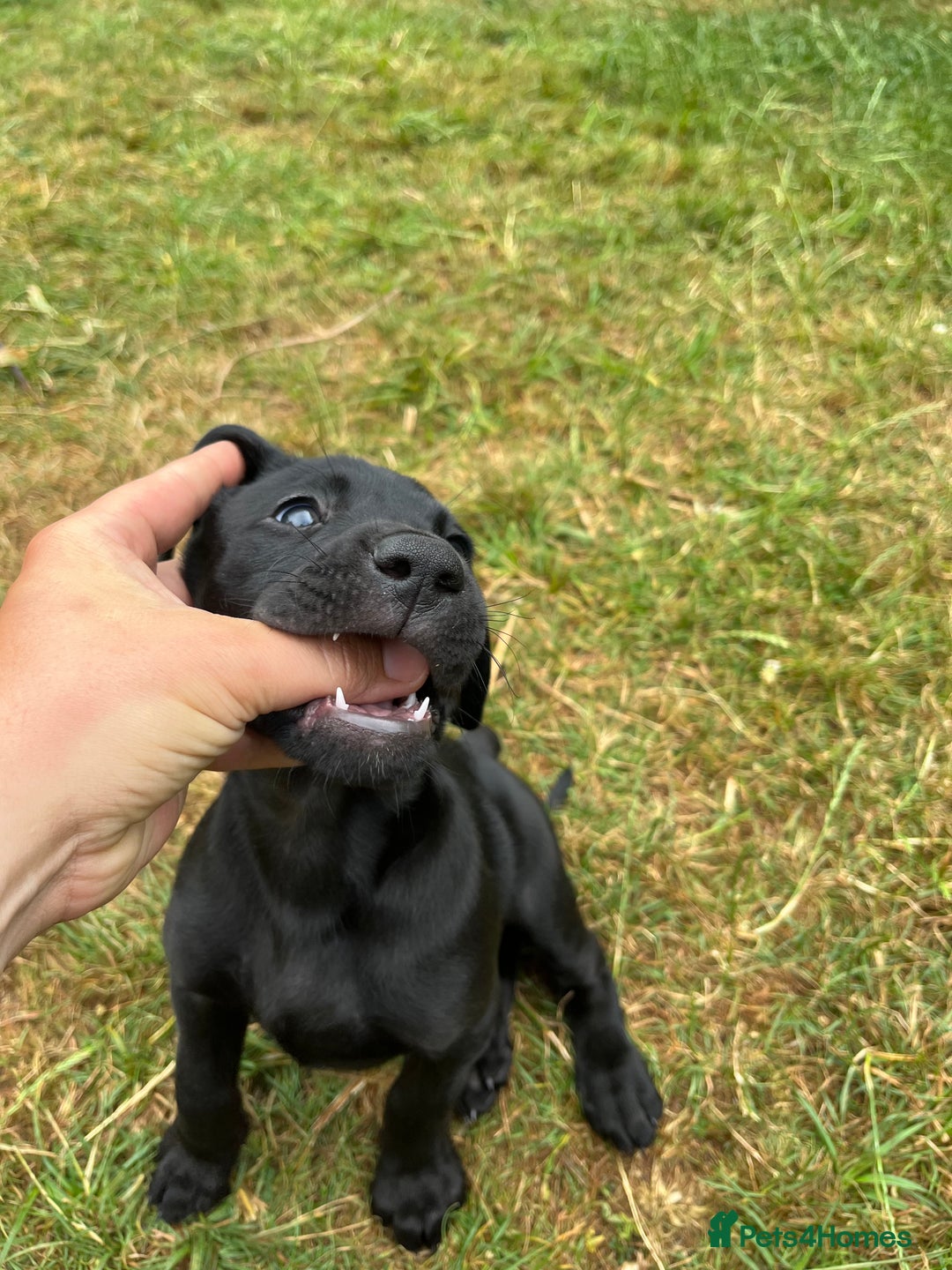 Mixed Breed dogs for sale: Vizlador x Weimaraner puppies - Image 14