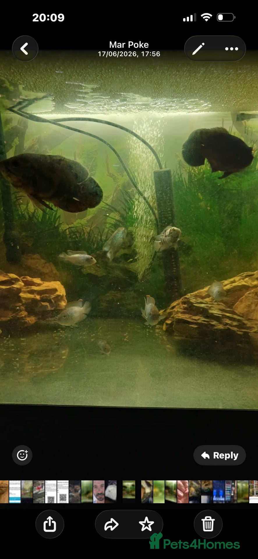 Goldfish fish 🐠 500L Aquarium – Complete Setup with Fish  - Advert 2