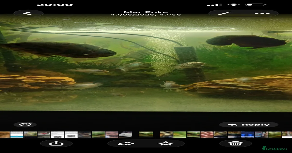 🐠 500L Aquarium – Complete Setup with Fish for sale in London | Pets4Homes