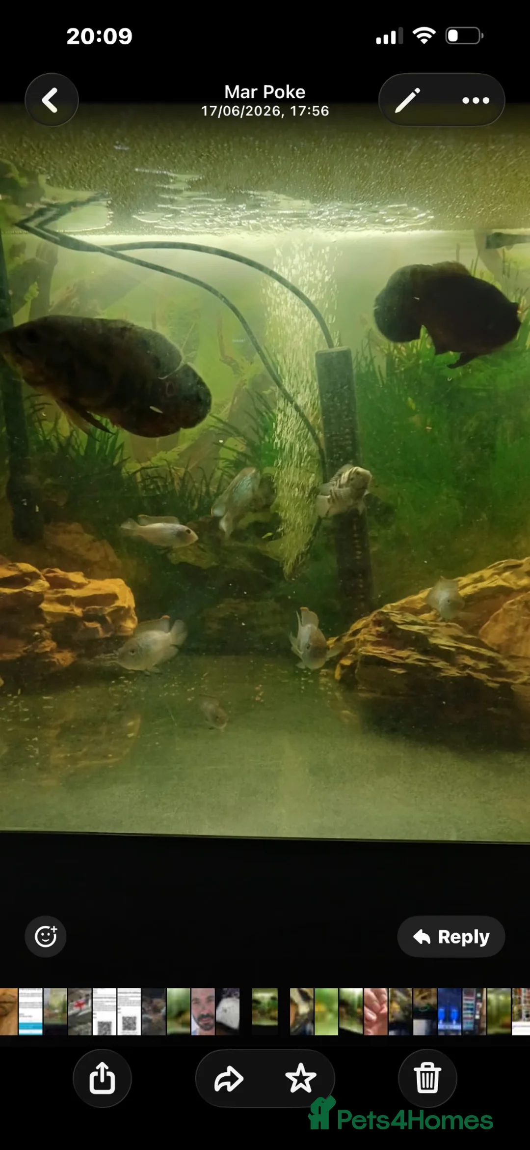Goldfish fish for sale: 🐠 500L Aquarium – Complete Setup with Fish  in London - Advert 1