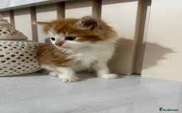 British Longhair cats for sale: Beautiful Fluffy Long-Haired British Tabby Kittens - Image 7