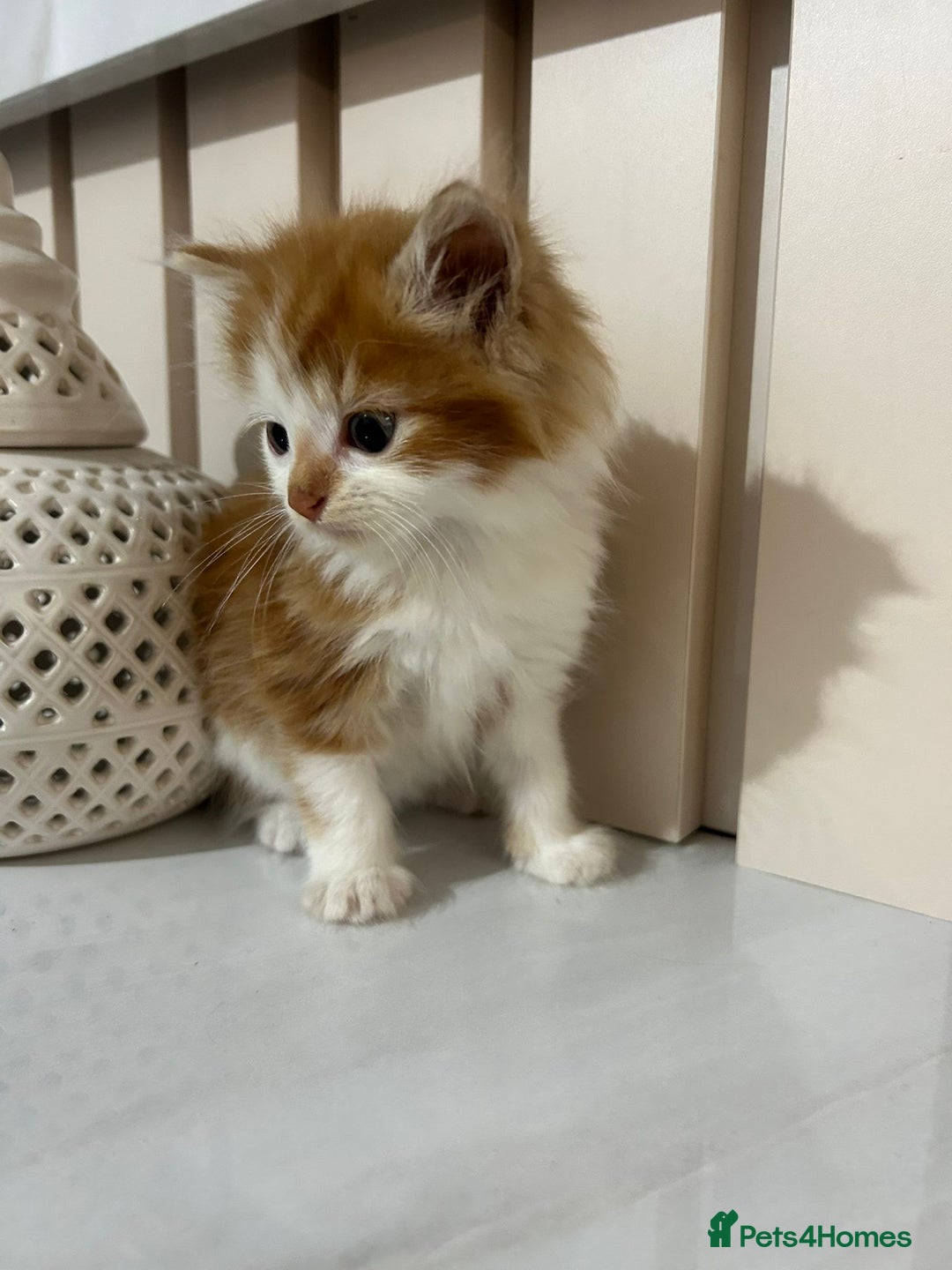 British Longhair cats for sale: Beautiful Fluffy Long-Haired British Tabby Kittens - Image 7