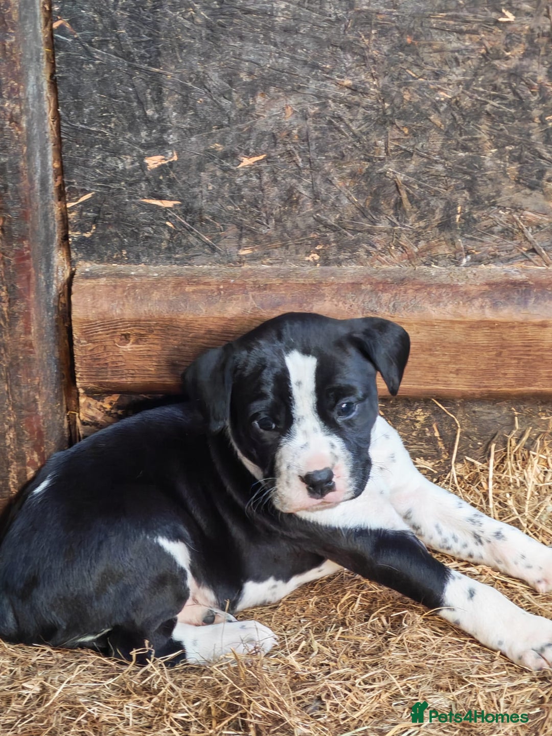 Mixed Breed dogs for sale: Boxmatian - Advert 4