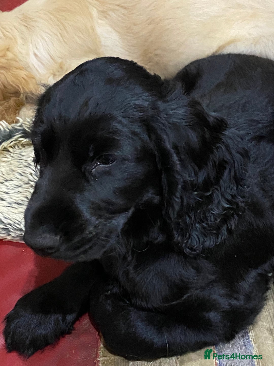 Cocker Spaniel dogs for sale: Cocker Spaniel puppies - Advert 9