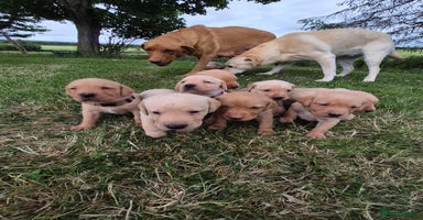 Labrador Retriever dogs - Advert 11
