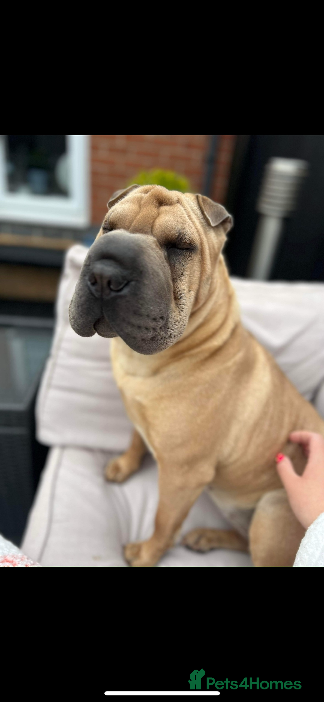 Shar Pei dogs for sale: Shar pei puppies  - Advert 1