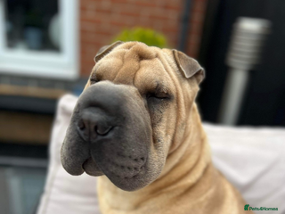 Shar Pei dogs Shar pei puppies - Advert 5