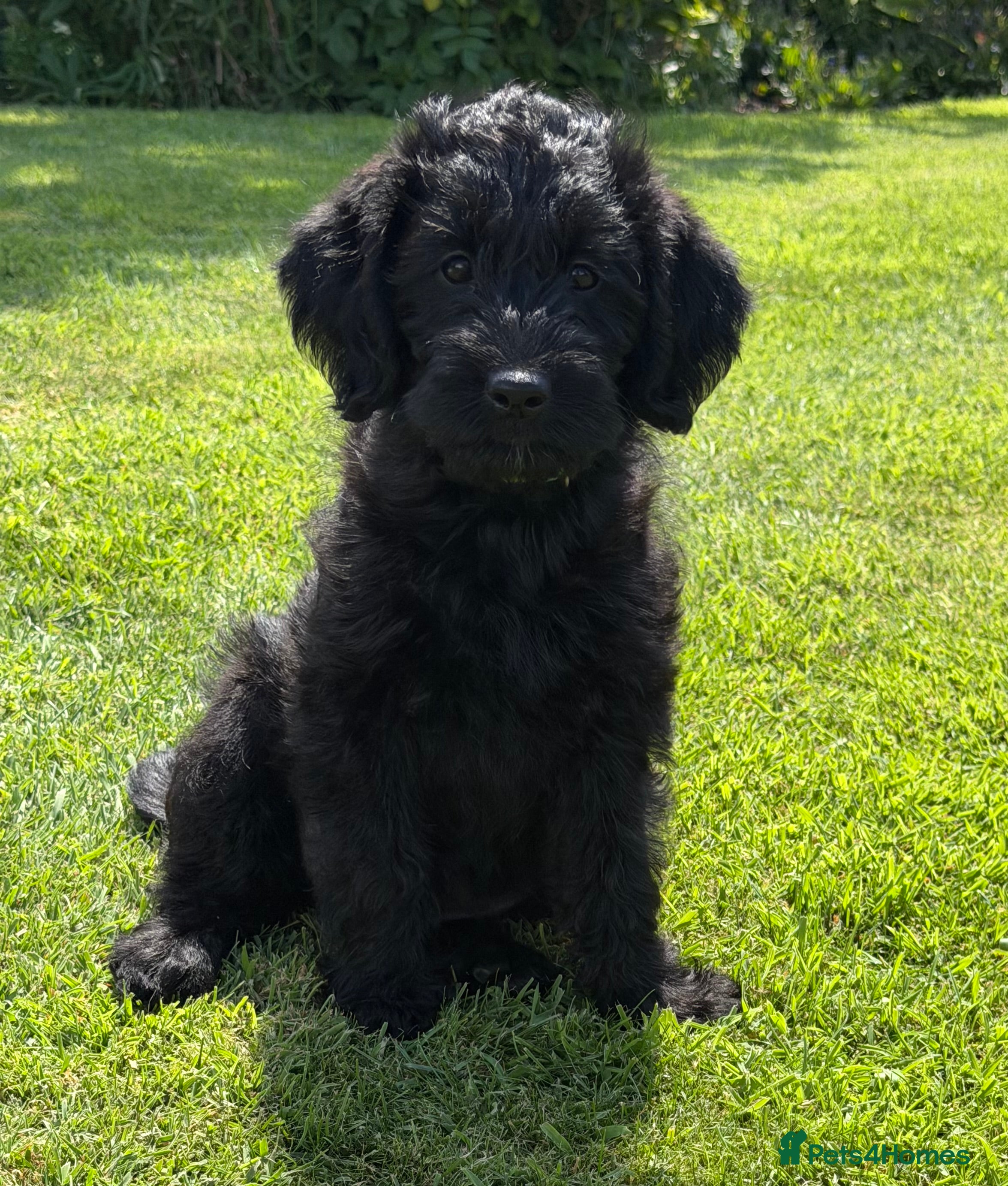 Labradoodle dogs Fabulous F1 labradoodles  - Advert 1