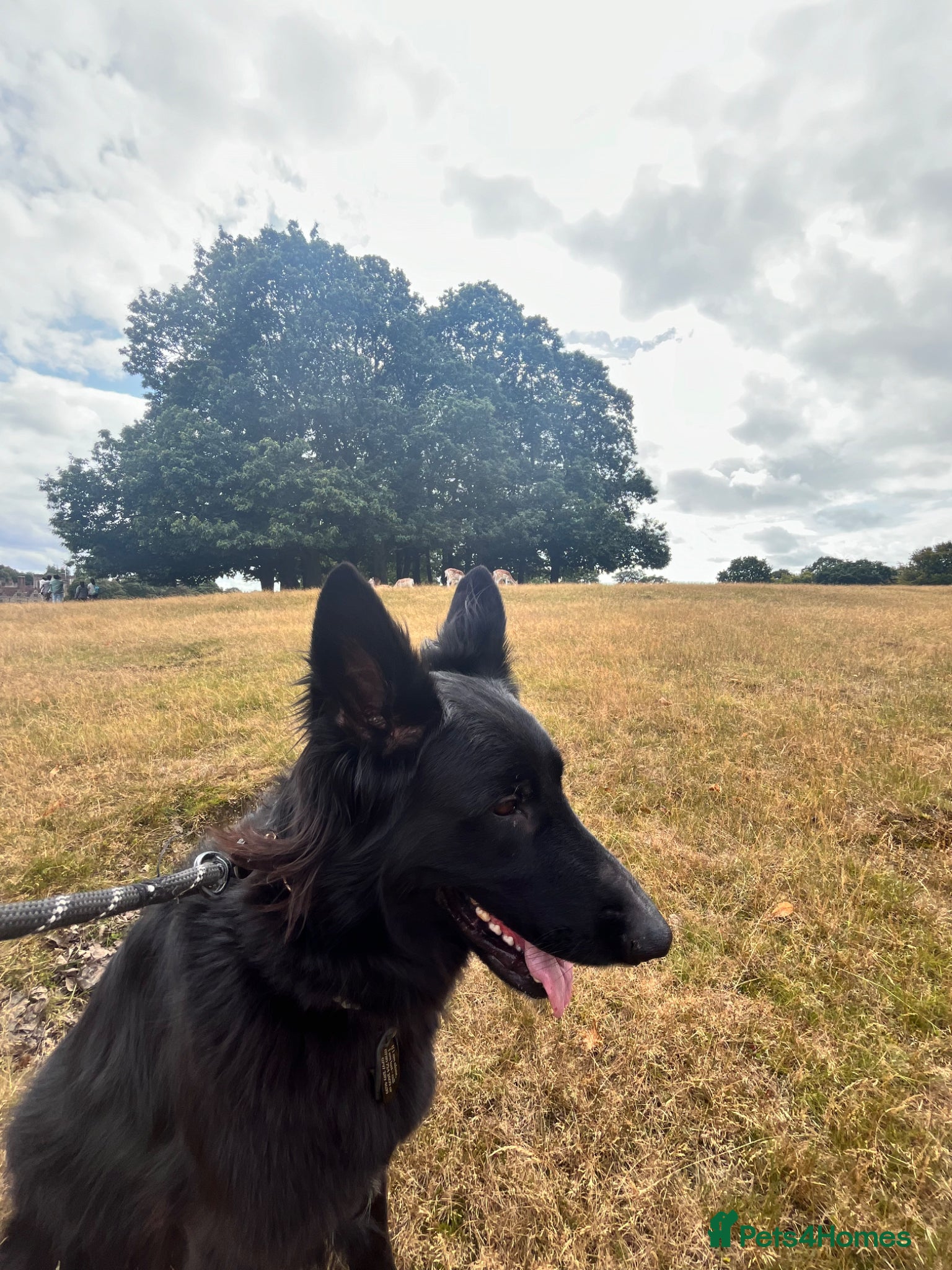 German Shepherd dogs Alpha - Advert 1