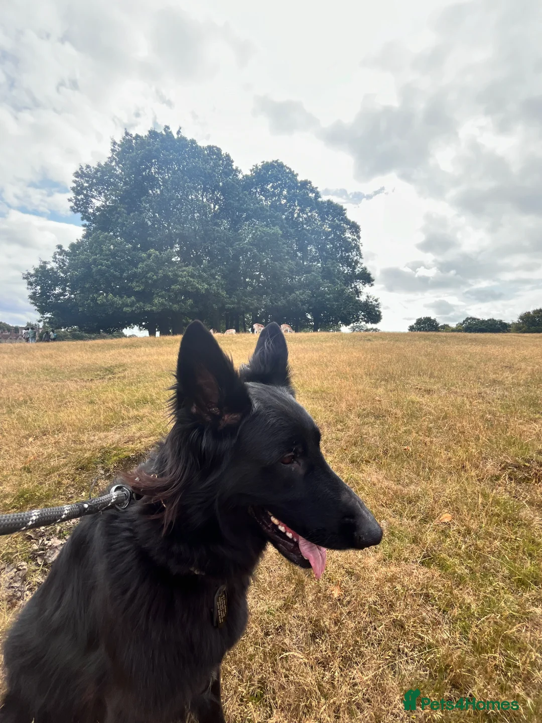 German Shepherd dogs for sale: Alpha - Advert 1