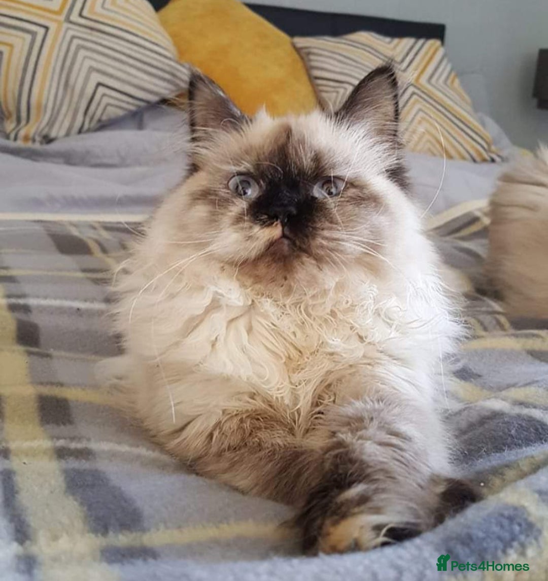 Persian cats for sale: Ready now beautiful boy  - Image 4