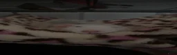 Rat rodents for sale: 2x rats and cage for sale - Advert 3