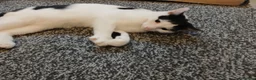 Mixed Breed cats for sale: Pandy in Birkenhead - Advert 11