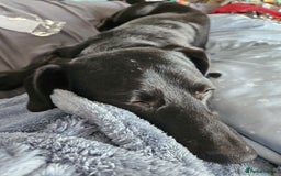 Mixed Breed dogs for sale: 5* home - Advert 5