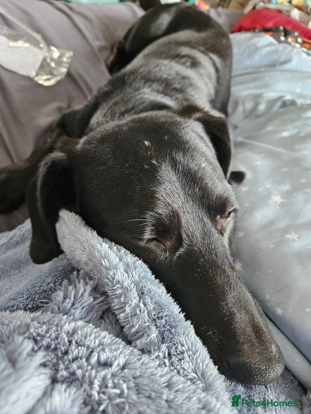 Mixed Breed dogs for sale: 5* home - Advert 5