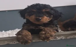 Jackapoo dogs for sale: Extra curly Jackapoos - Image 5