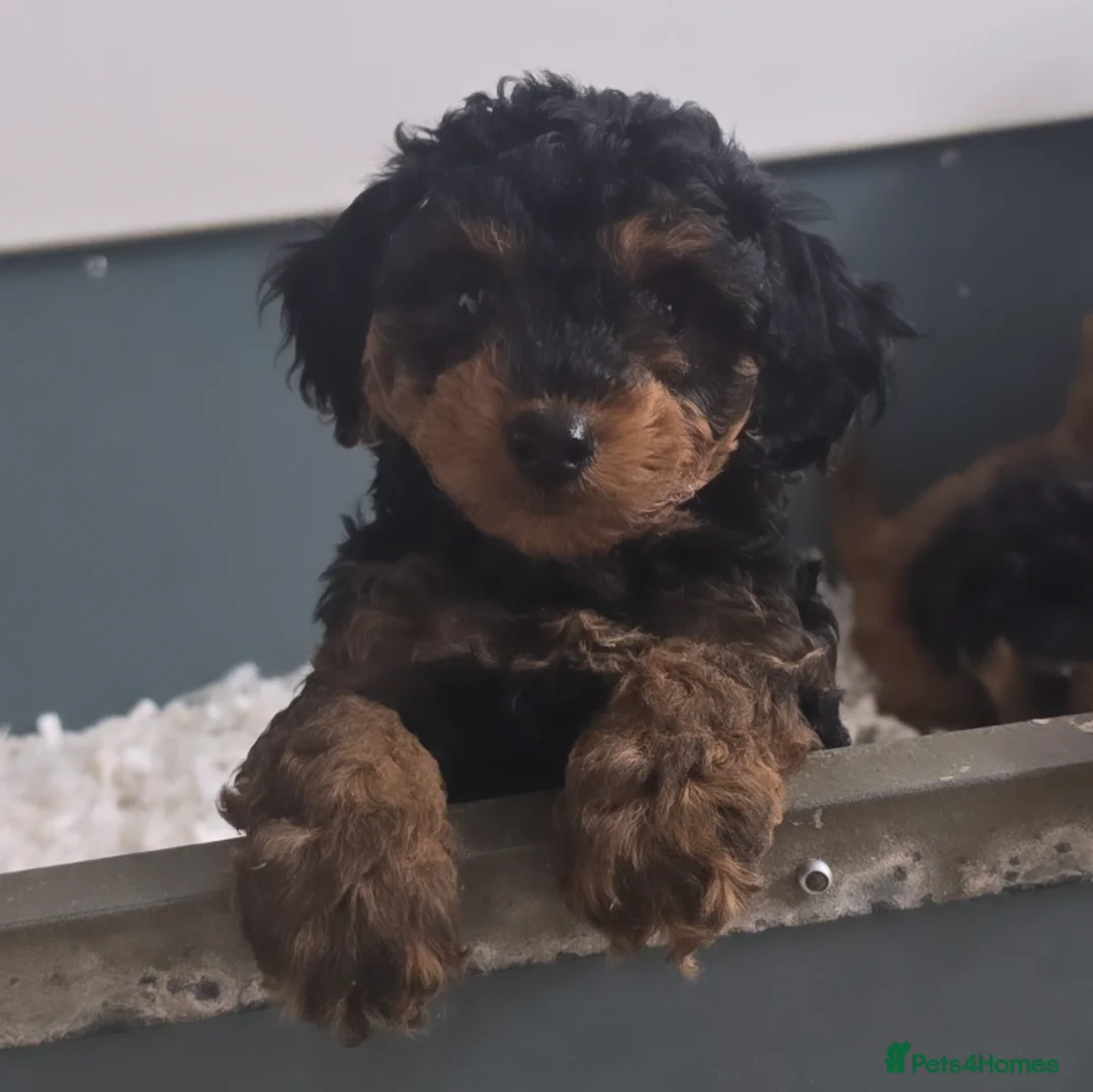 Jackapoo dogs for sale: Extra curly Jackapoos - Image 5