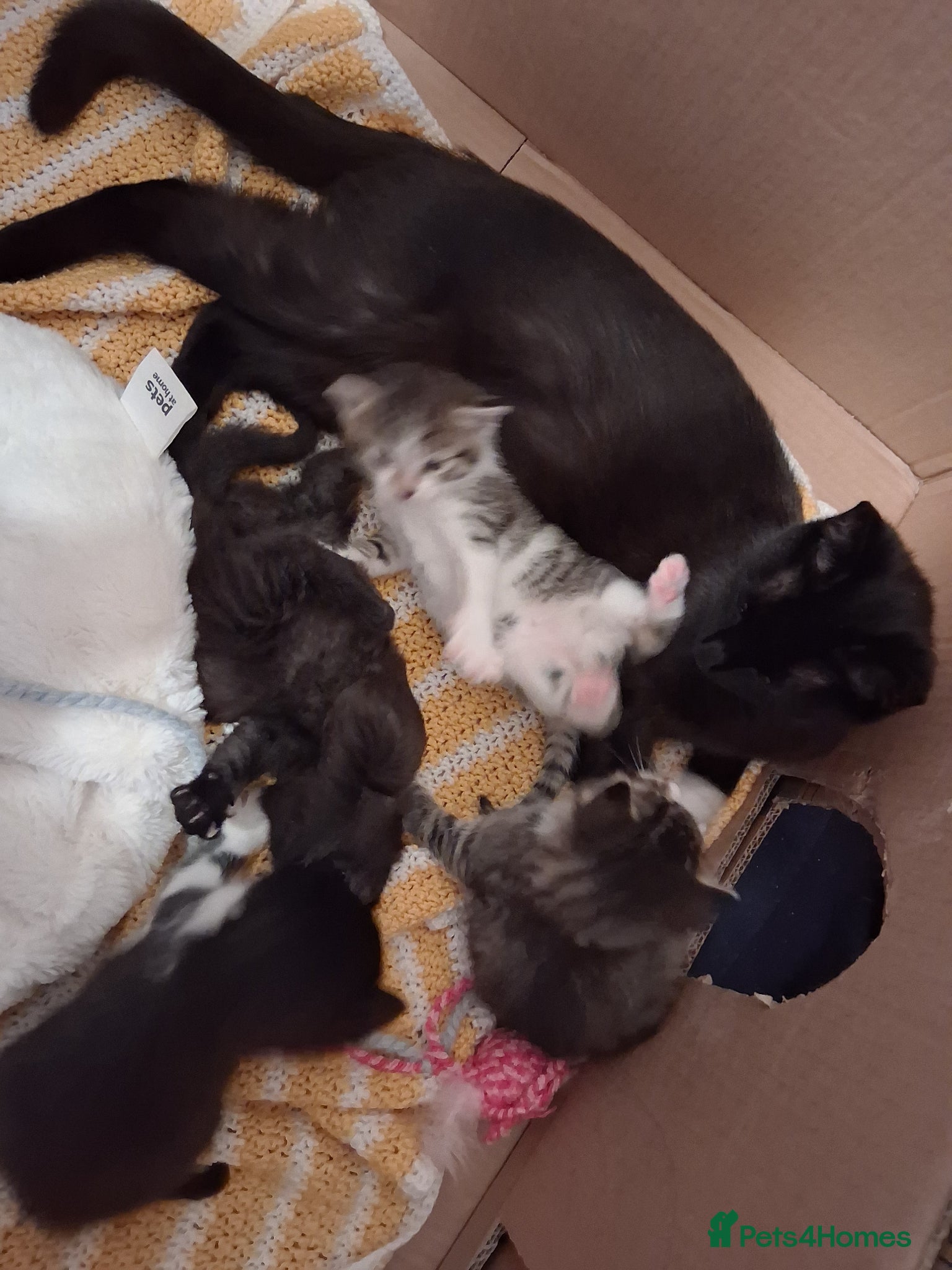 Mixed Breed cats for sale: Two kittens looking for loving home/homes  - Advert 3