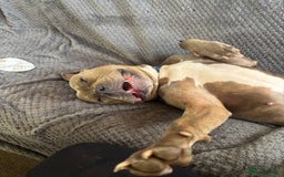 Staffordshire Bull Terrier dogs for sale:  Staffy - Image 6