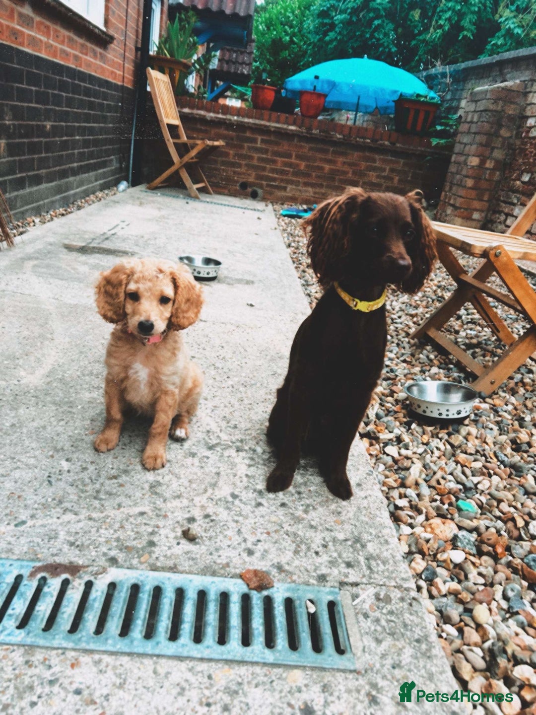 Cocker Spaniel dogs for sale: working line cocker spaniel  - Image 1