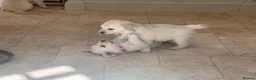 Golden Retriever dogs for sale: Beautiful English Cream Golden Retriever Puppies in Boston - Advert 15