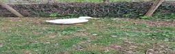 Ducks poultry for sale: 2 x aylesbury cross drakes for sale in Tiverton - Advert 3