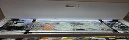 Cichlids fish for sale: Full tank set up & Cichlids  in Salford - Advert 3