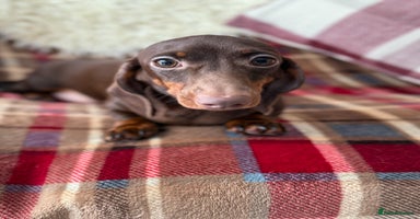 Miniature Dachshund dogs in Stafford - Advert 3