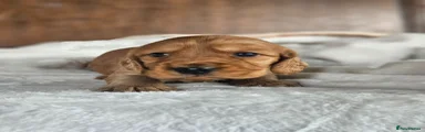 Cocker Spaniel 6