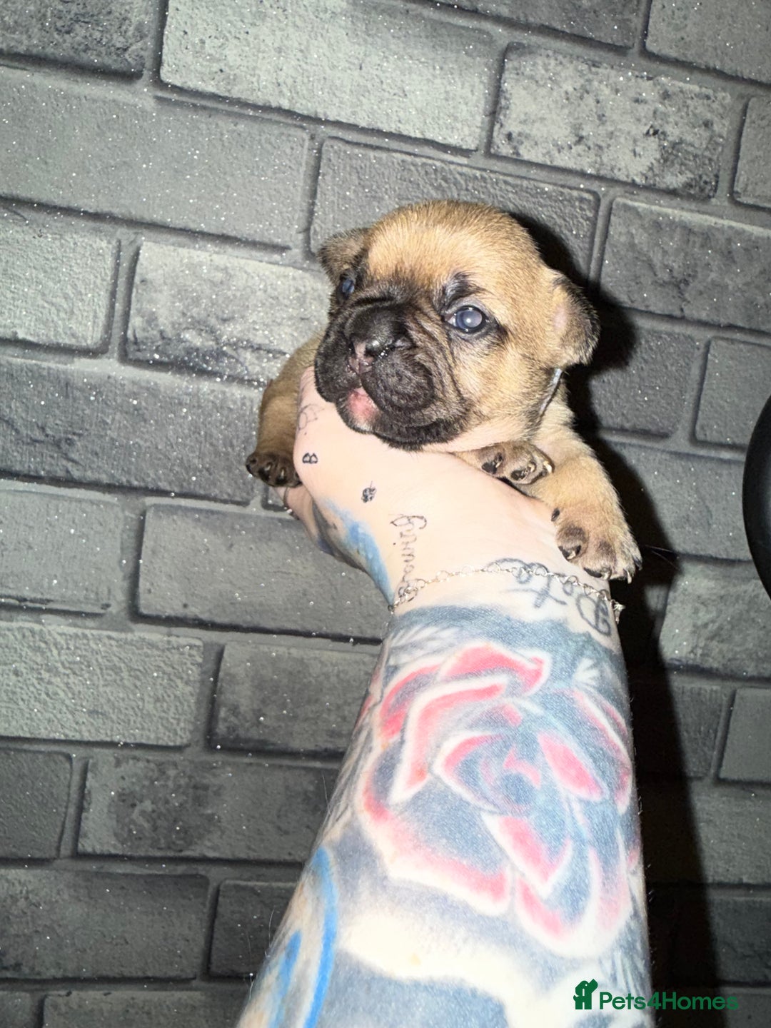 French Bulldog dogs for sale: 2 girls full French bulldogs  - Advert 13