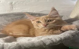 Maine Coon cats for sale: Purebred Maine Coons looking for a loving home 😻 - Image 16