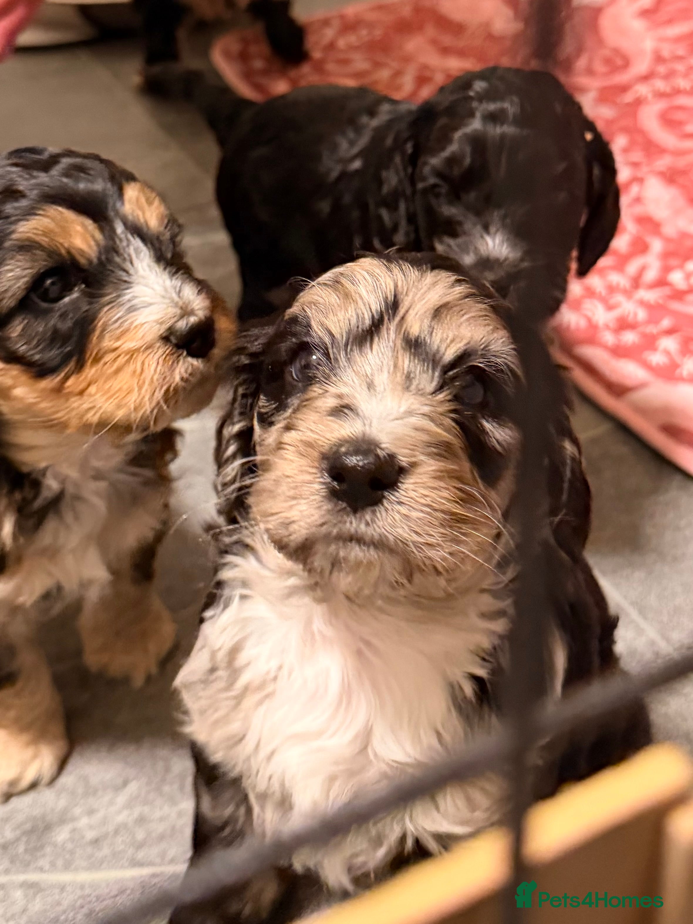 Cockapoo dogs F1 Cockapoo Puppies - Advert 17