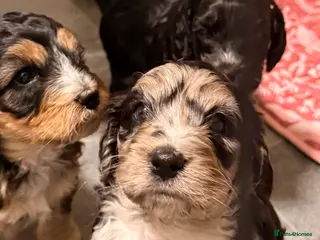 Cockapoo dogs F1 Cockapoo Puppies - Advert 17