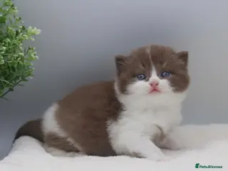 British Shorthair cats PEDIGREE REGISTERED CHUNKY BRITISH SHORTHAIRS - Advert 6